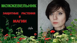 Защитные растения в магии. Можжевельник.