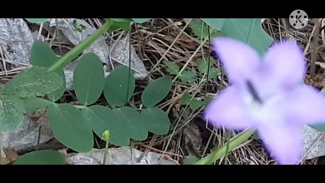 КАКИЕ АНАЛИЗЫ СДАВАТЬ ПРИ УКУСЕ КЛЕЩА. смотреть онлайн