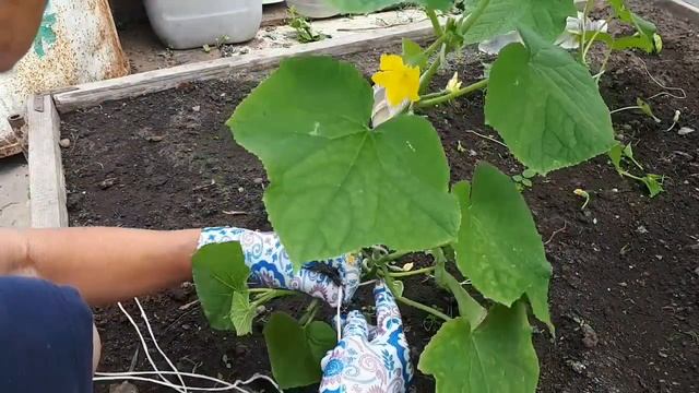 Пасынкование и формирование тепличных огурцов .Практика. смотреть онлайн