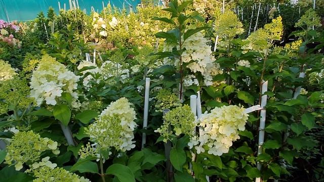 Грандифлора. Забытая красавица. Как мы формируем этот сорт смотреть онлайн