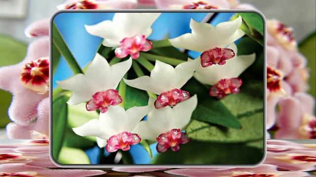 Цветок Хойя ...Восковой плющ Неописуемая Красота...ProShow Slideshow смотреть онлайн
