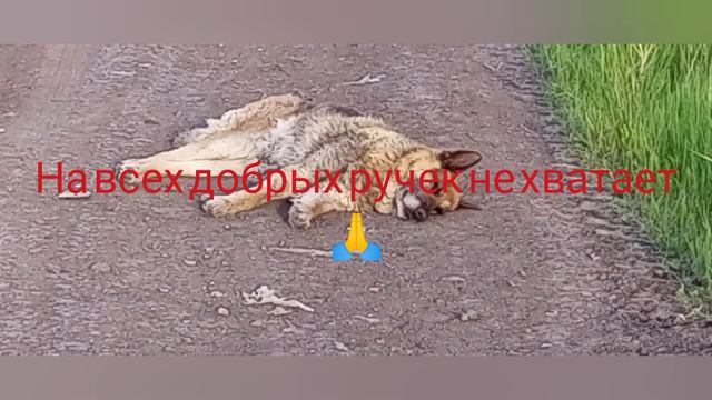 Столько бездомных животных я никогда не видела😱😱😱 смотреть онлайн