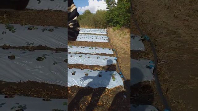 НСД сорта клубники,краткий обзор смотреть онлайн