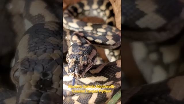 Baby Coastal Carpet Python смотреть онлайн