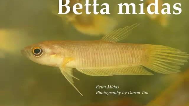 БОЙЦОВЫЕ РЫБКИ (Классификация) смотреть онлайн