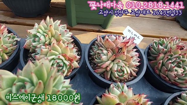 오늘은 사과마리아가 대박! 이제 창다육이가 예쁘죠? 골드쉐도우금/에스메랄다/환렵로망/메리벨/뮤엘레리 💕꽃나래다육 010.2818.1441 смотреть онлайн