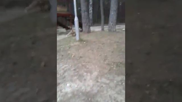 Лиса красавица смотреть онлайн