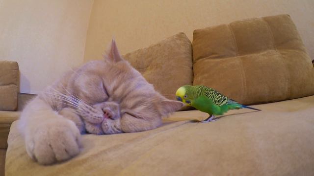 Marsik the cat and Kesha the bird funny animals friends😊 смотреть онлайн