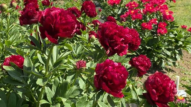 Пионовый калейдоскоп! Часть 3 / Сад Ворошиловой смотреть онлайн