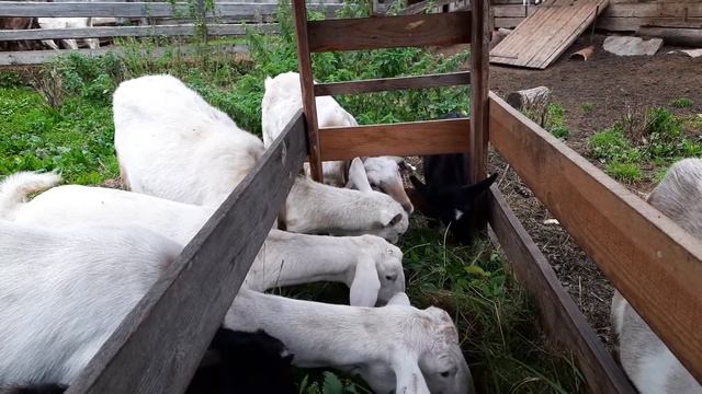 Козлята родились. смотреть онлайн