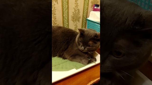 продолжаю знакомить с моим кошачьим семейством. Мося. самый главный кот в доме. смотреть онлайн