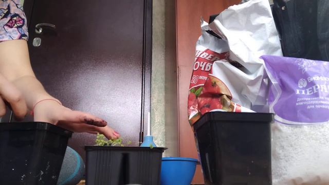 Пикировка петуньи смотреть онлайн