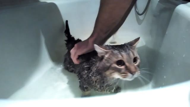 КОТ РУГАЕТСЯ ! СМЕШНОЕ КУПАНИЕ КОТА! КАК ПОМЫТЬ КОТА смотреть онлайн