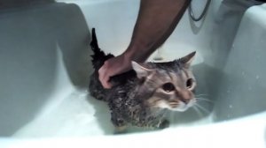 КОТ РУГАЕТСЯ ! СМЕШНОЕ КУПАНИЕ КОТА! КАК ПОМЫТЬ КОТА