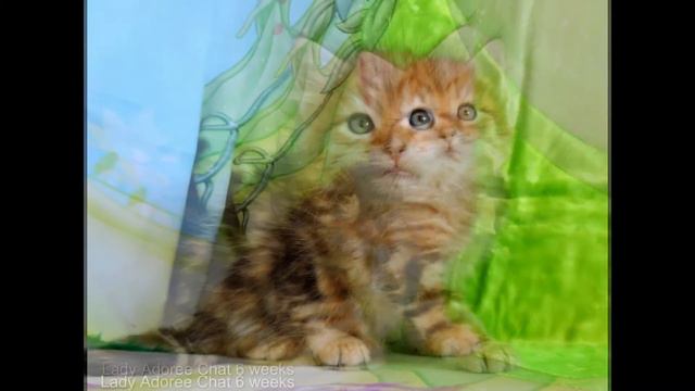 Élevage de chats sibérien Adoree Chat http://siberienchat.fr/ смотреть онлайн