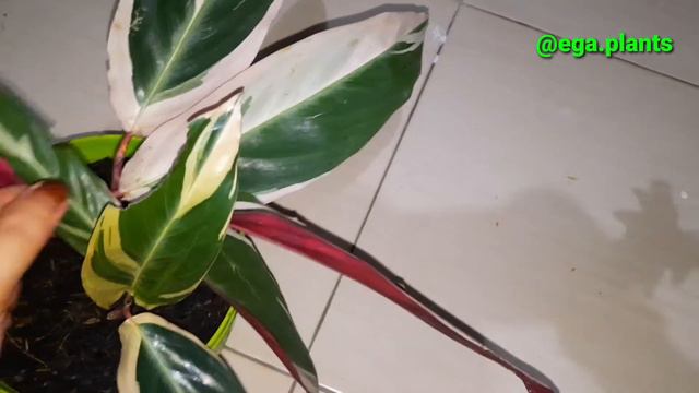 MERANTI BALI / CALATHEA TRICOLOR DIMAKAN BELALANG 😭 смотреть онлайн
