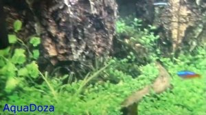 Рыбки неоны  Совместимость аквариумных рыбок