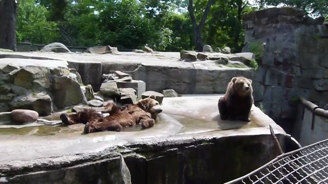 Мишки в Калининградском зоопарке смотреть онлайн