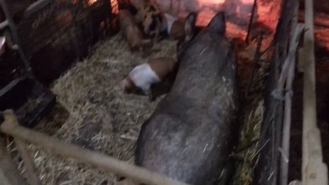 Поросятам месяц! Но нет гарантии, что они останутся товарного вида. Лень двигатель прогресса! смотреть онлайн