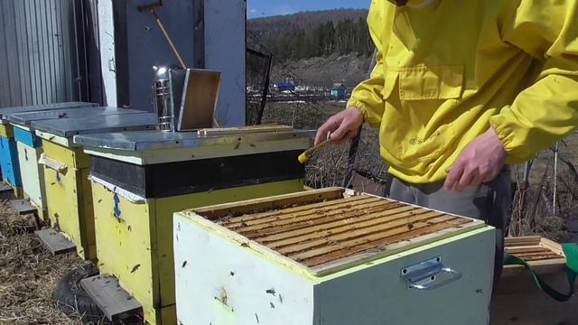 Улей Нижегородец. Первый осмотр семей. Подставки под улья. смотреть онлайн