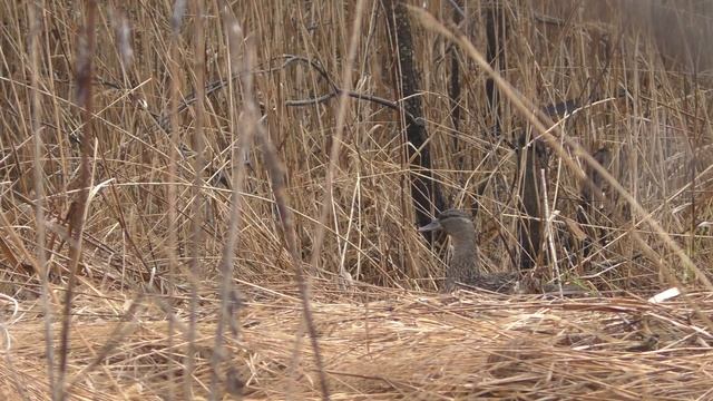 Огромный селезень на весенней охоте! Катюха наманила его! Весенняя охота 2021! С подсадной! смотреть онлайн