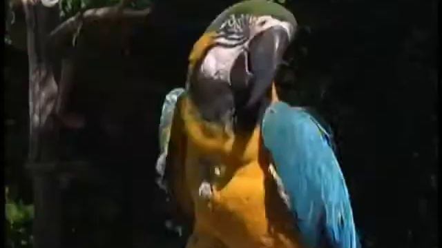 Parrot Intelligence - Correcting Errors (video 5/8) смотреть онлайн