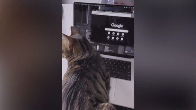 ЗАЧЕМ ТЕБЕ НУЖЕН КОТ?! *бенгальский например* смотреть онлайн