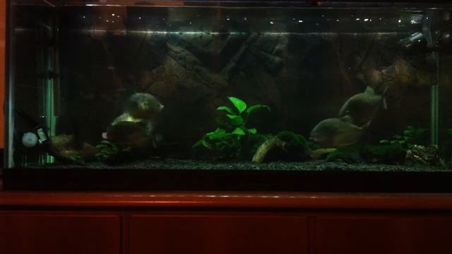 400L Piranha - pygocentrus nattereri - feeding смотреть онлайн