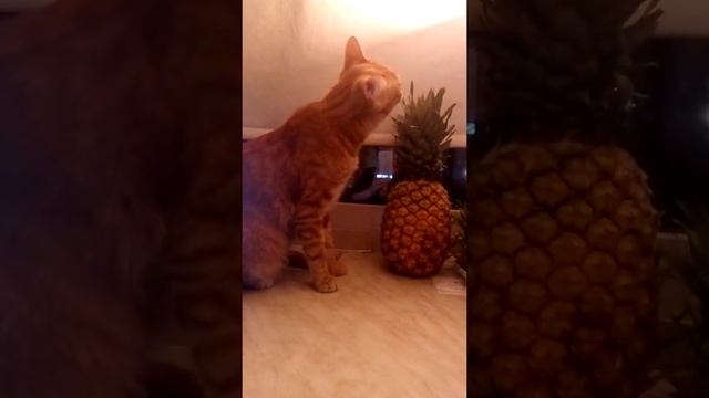 Готовьте рябчиков! смотреть онлайн