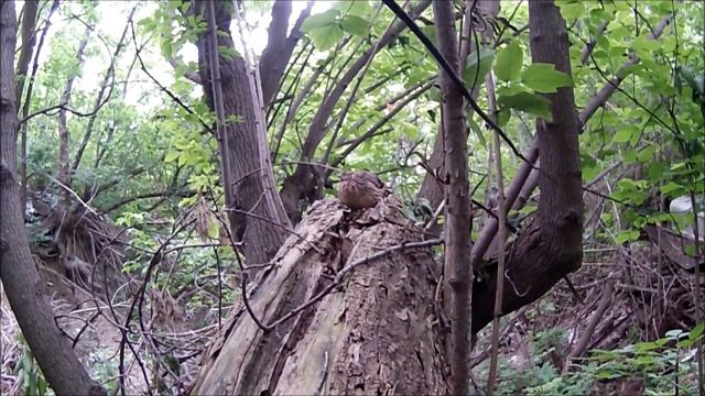 ОХОТА ЯСТРЕБА НА ПЕРЕПЁЛКУ смотреть онлайн