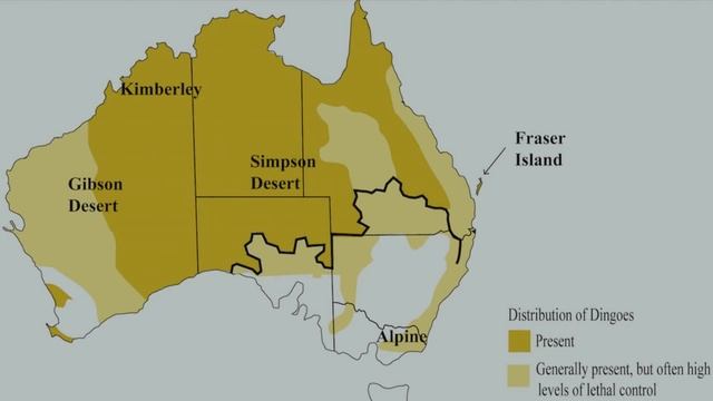 COYOTE VS DINGO - Who Would Win a Fight? смотреть онлайн