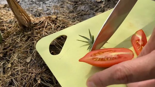 Пробуем на вкус томаты. Сорт Красавчик или Дамские пальчики смотреть онлайн