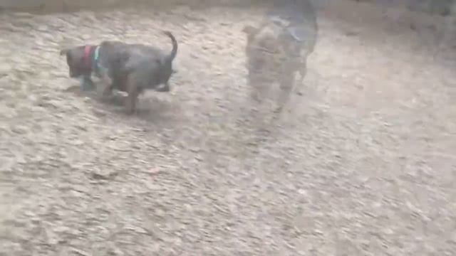 Meet Gideon! (#256217) смотреть онлайн