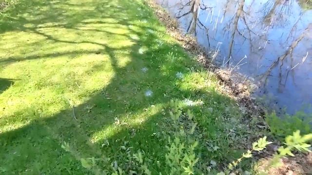 Miscanthus Giganteus - Planting for Privacy Hedge!! смотреть онлайн
