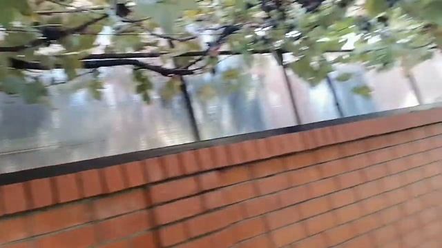 Обрезка Винограда Изобелла на арке. смотреть онлайн