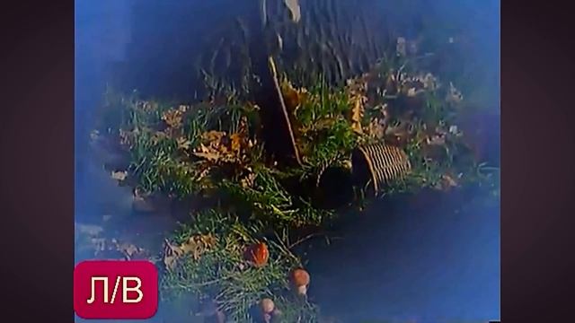 Хрюша , Степашка и Лесовик гуляют в осеннем лесу . Спокойной ночи малыши смотреть онлайн