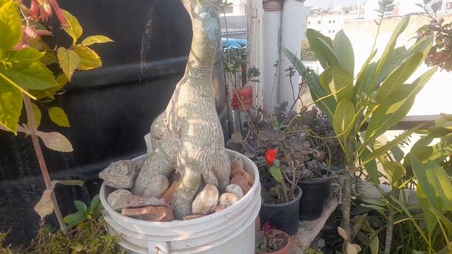 adenium care December 17 Sunday update| Garden of Dreams @Garden-of-Dreams| adenium смотреть онлайн