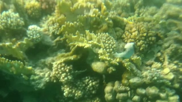 Шарм Эль Шейх 16.07.2020 Красное море, рыбка-камень и ещё...))) смотреть онлайн