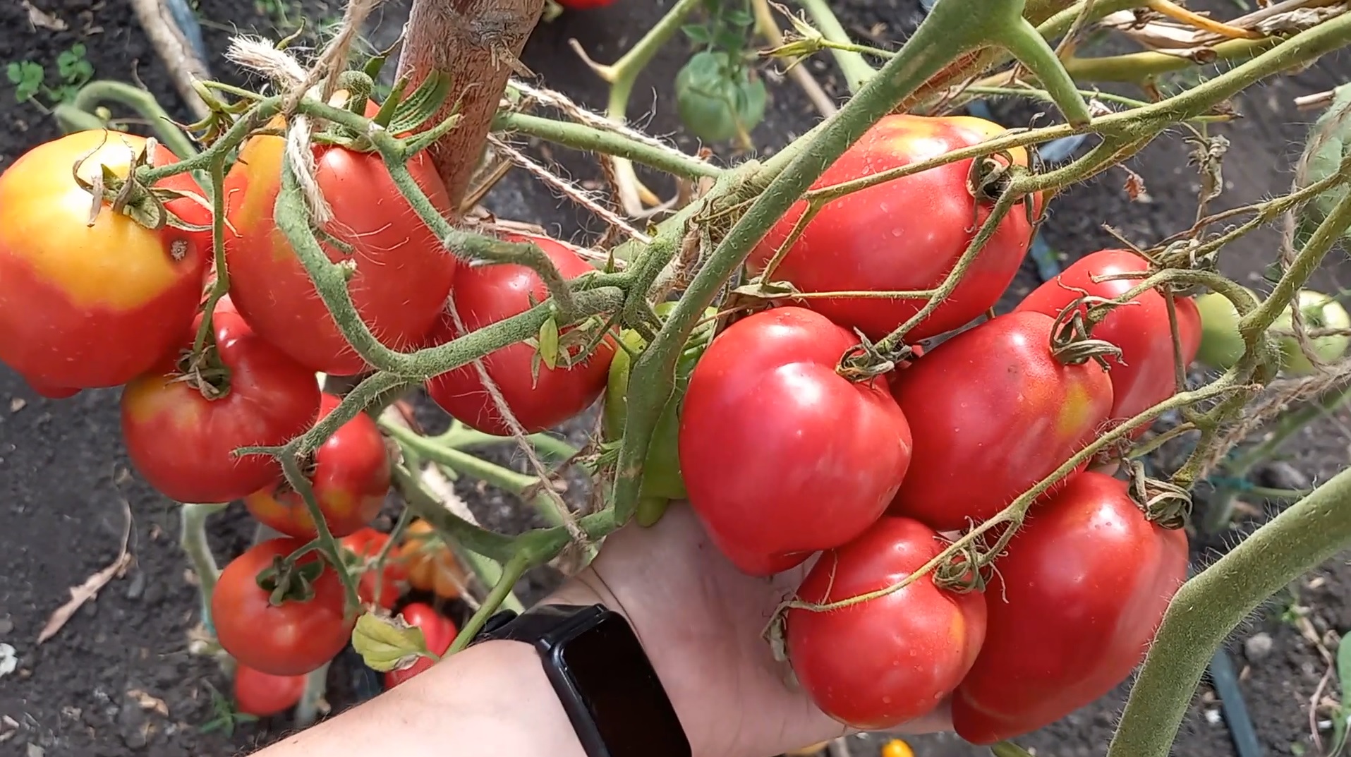 Положила это В ЛУНКУ, помидоров ВСЕГДА море и крупные смотреть онлайн