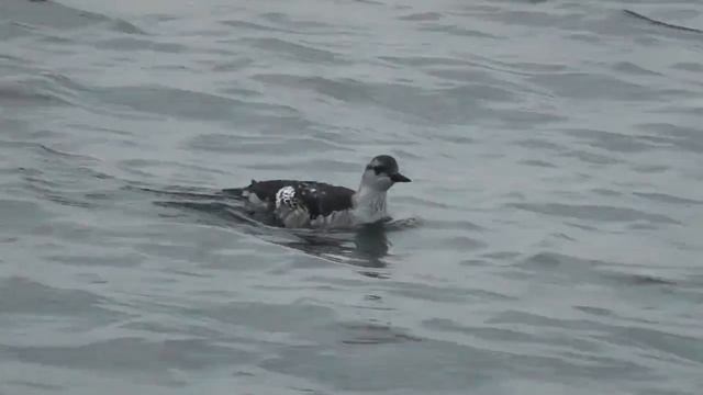 Обыкновенный чистик - Cepphus grylle смотреть онлайн