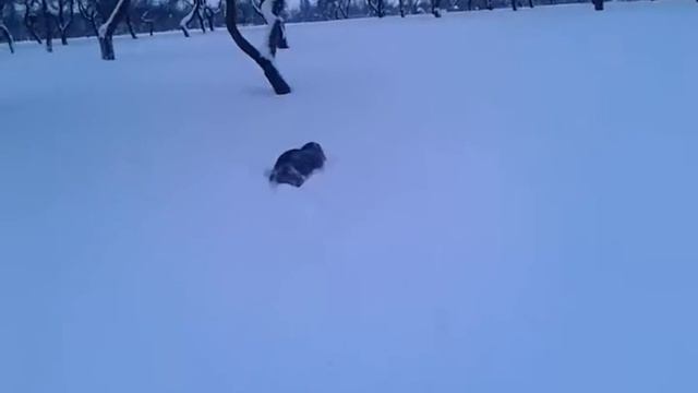 Русский спаниель охотится на палочки в парке смотреть онлайн