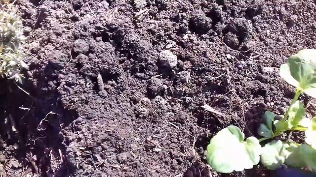 ВИОЛА ИЛИ АНЮТИНЫ ГЛАЗКИ ВЫСАЖИВАЮ НА ПМЖ.ПЕРВЫЕ ПОСАДКИ РАССАДЫ В ОТКРЫТЫЙ ГРУНТ. смотреть онлайн
