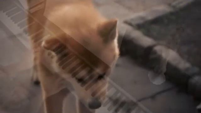 "Хатико: Самый верный друг" Piano смотреть онлайн