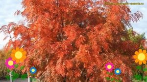 Рябина плодовая Додонг. Краткий обзор, описание характеристик, где купить саженцы sorbus Dodong