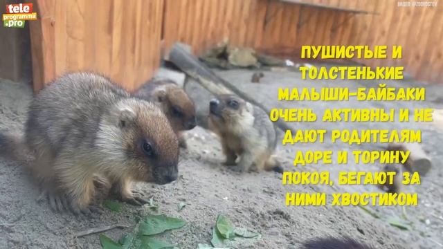 Сурки-байбаки их детки смотреть онлайн