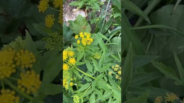 Plant Spotlight - Golden Alexanders (Zizia Aurea)