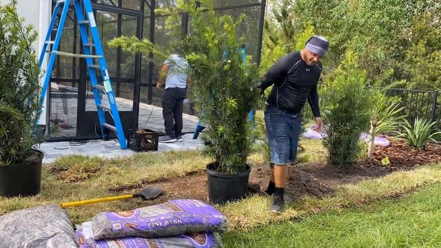 Installing Podocarpus смотреть онлайн