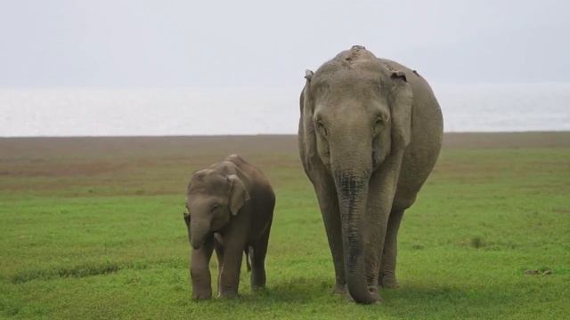 THE CUTEST ANIMALS - Lama, Tiger, Buffalo, Turtle, Elephant, Ostrich - ANIMAL SOUNDS смотреть онлайн
