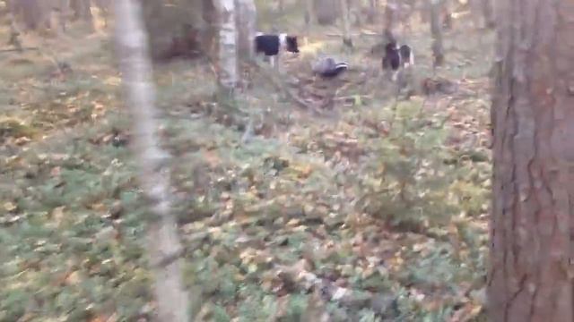 Охота с лайками на барсука 2020 смотреть онлайн