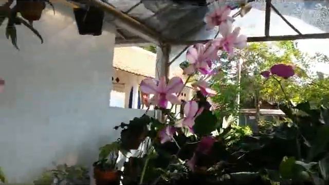 Dendrobium Orchids in Bloom смотреть онлайн